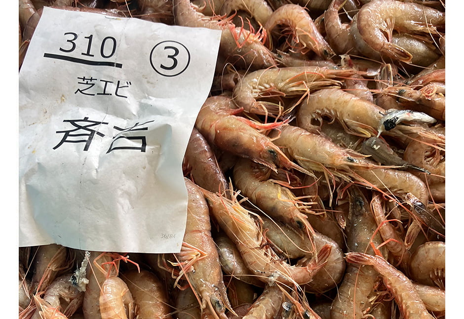 気仙沼産天然芝海老