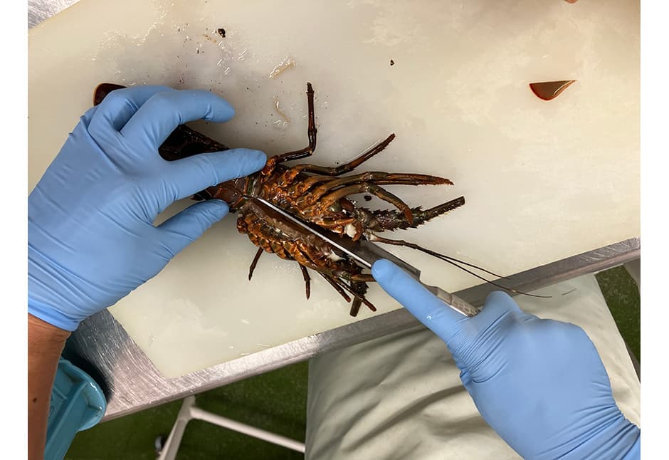 気仙沼産伊勢海老