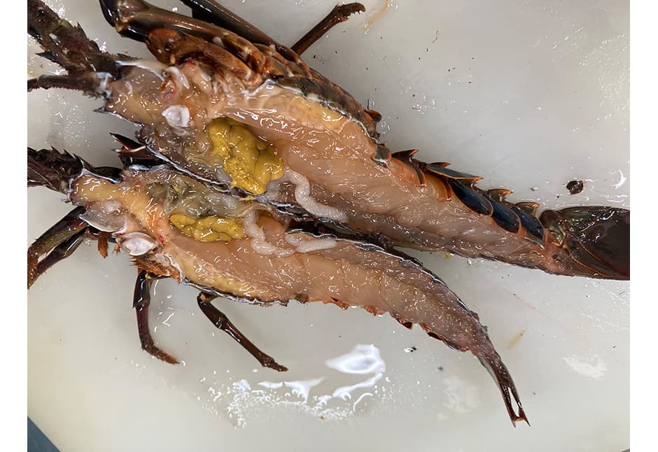 気仙沼産伊勢海老